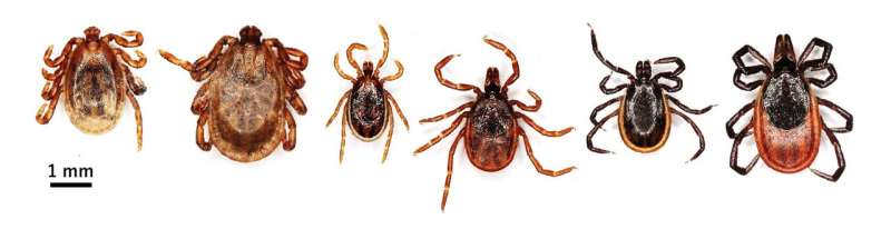 Emerging infectious disease caused by a tick-borne nairovirus identified in Japan