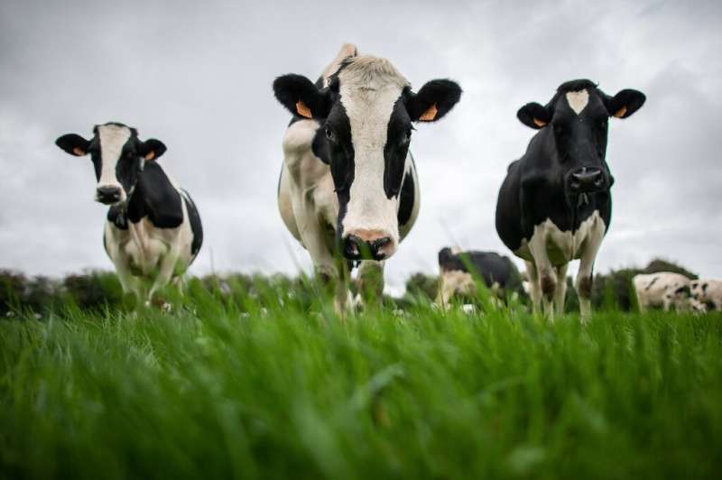 Emissions from farming include methane produced by livestock