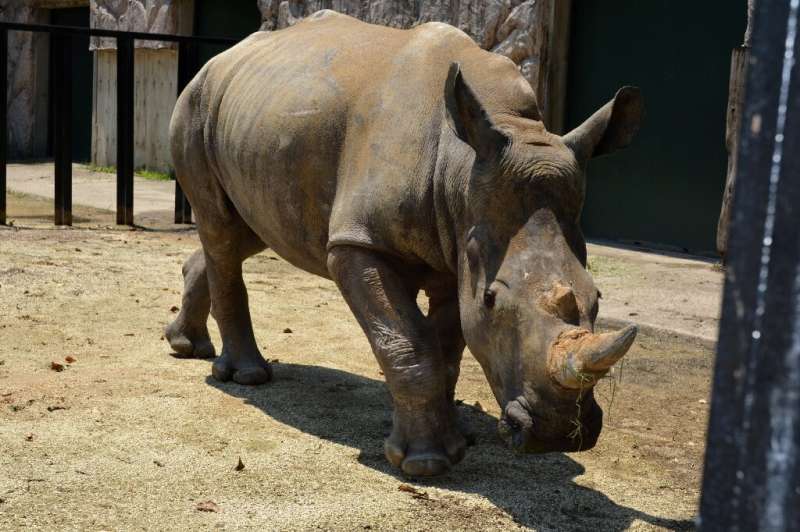 Emma the white rhino has finally arrived in Japan after her travel was delayed by the pandemic