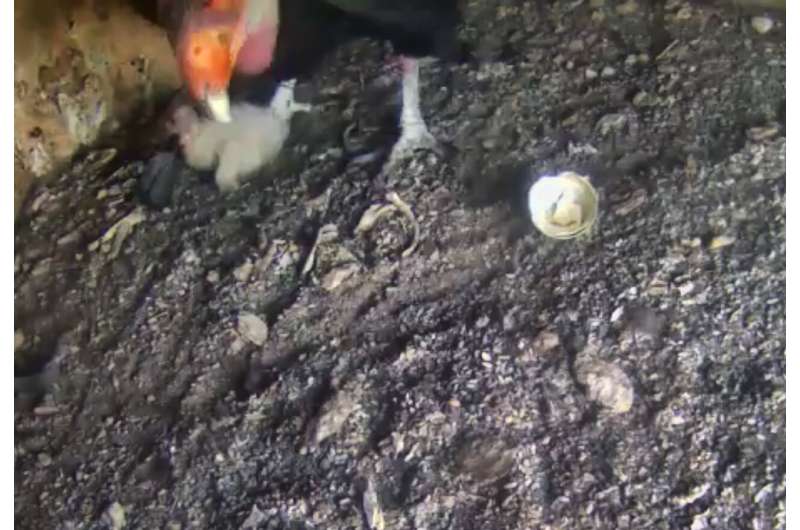 Endangered condor egg hatches in Northern California's wild