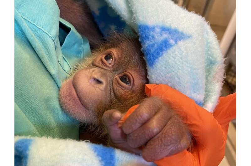 Endangered orangutan in New Orleans has 1 healthy baby