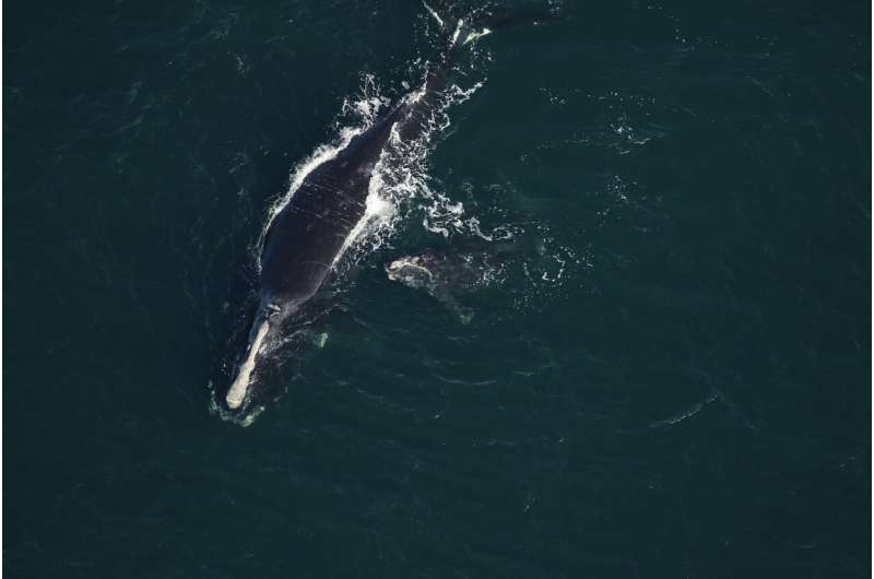 Endangered baby right whale found dead on Florida beach