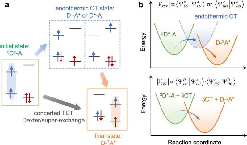 Endothermic charge-transfer mediates shallow distance-dependent triplet energy migration