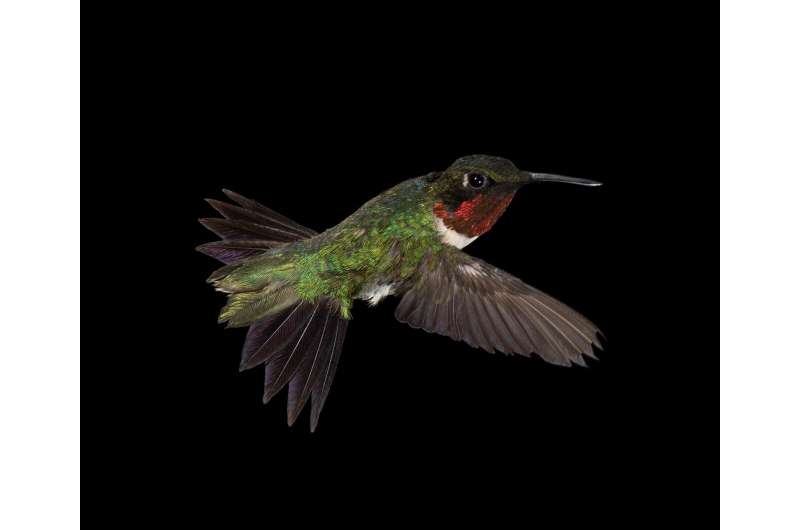 Energy-saving strategy helps hummingbirds fuel their long migrations