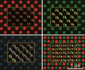 Engineering a polymer network to act as active camouflage on demand