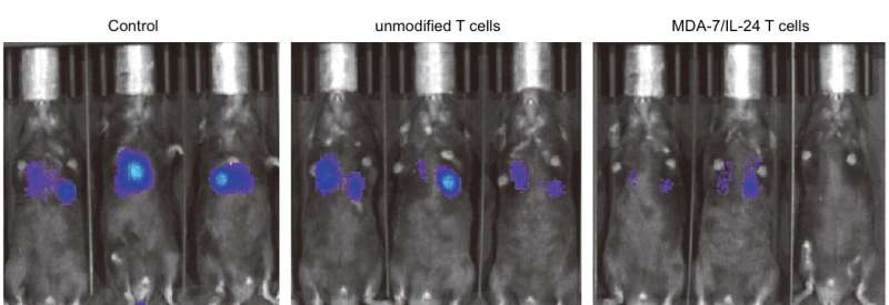 Engineering T cells to attack cancer broadly
