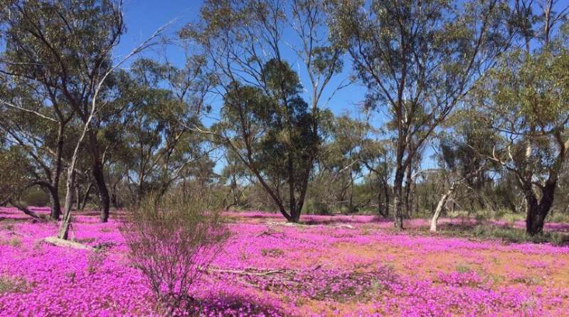 Enhancing revegetation of old fields in Western Australia