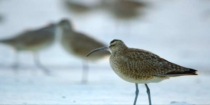 Enormous flock of declining shorebird discovered in South Carolina