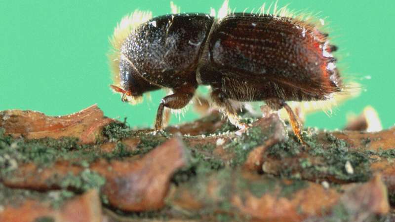Entire genome of common forest pest, Eurasian spruce bark beetle, now revealed