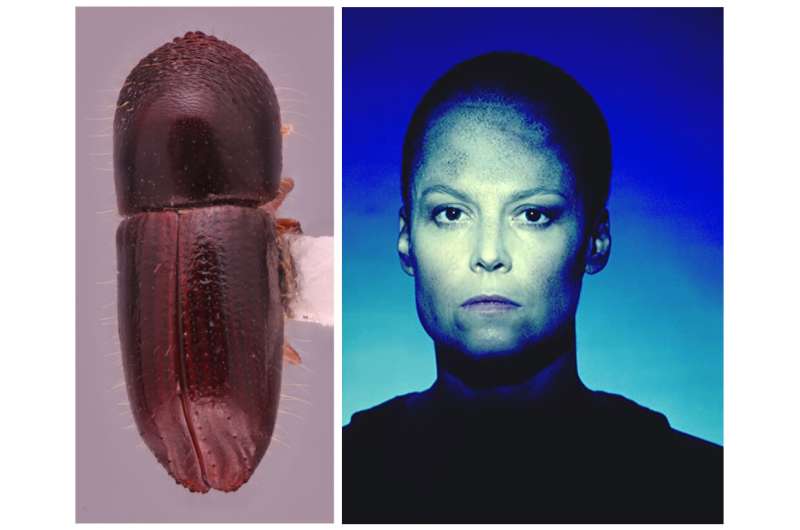 Entomologists discover dozens of new beetle species--and name some after iconic sci-fi heroines