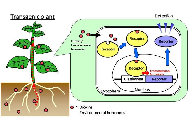 Environmental monitoring of organic pollutants using plants