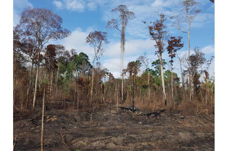 Epicentre of major Amazon droughts and fires saw 2.5 billion trees and vines killed