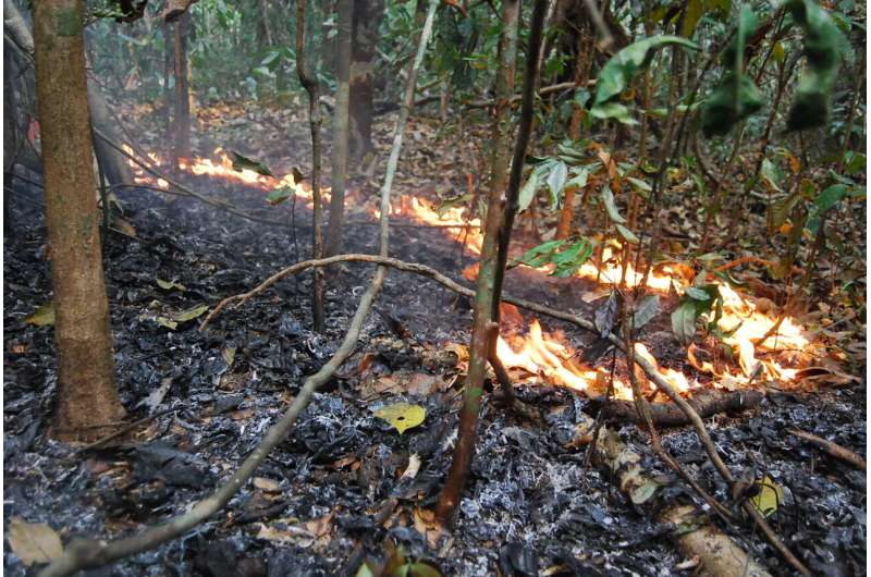 Epicentre of major Amazon droughts and fires saw 2.5 billion trees and vines killed