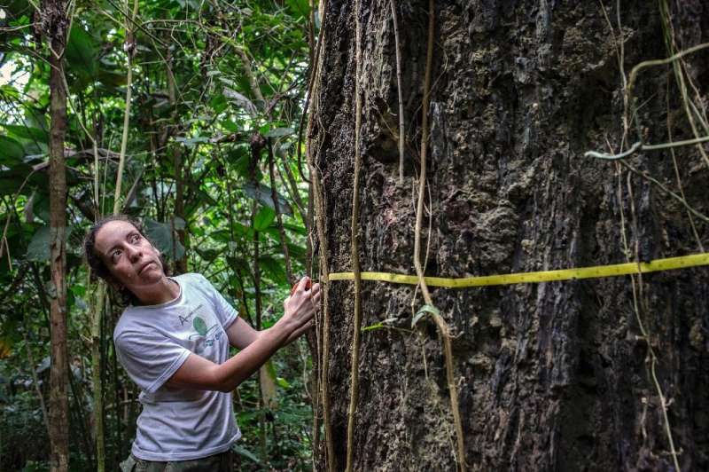 Erika Berenguer, an Amazon ecologist, measuring the circumference of a tree during research in the Tapajos National Forest, Braz