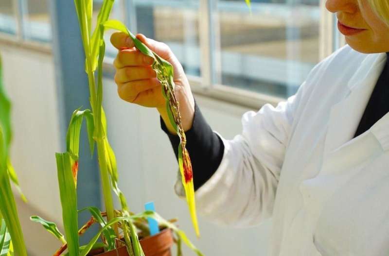 Essential virulence proteins of corn smut discovered