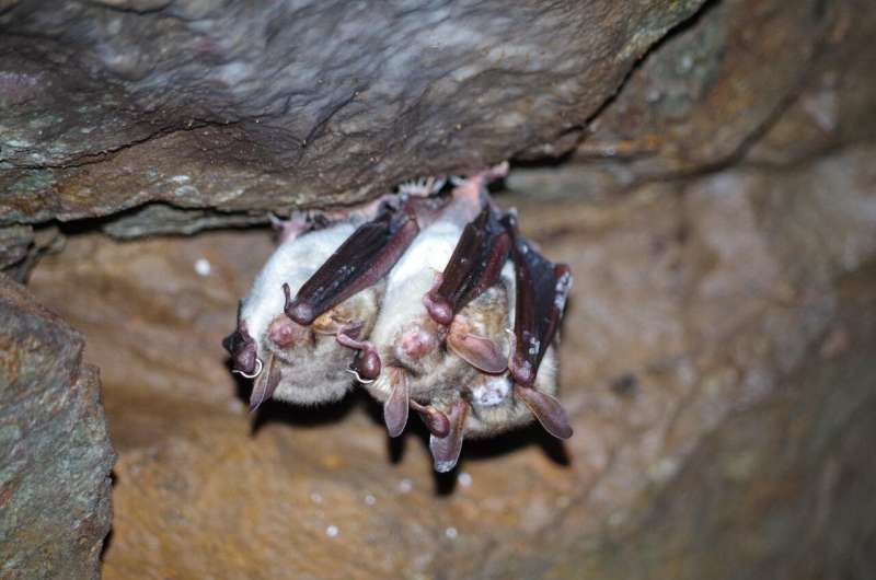 European hibernating bats cope with white-nose syndrome which kills North American bats