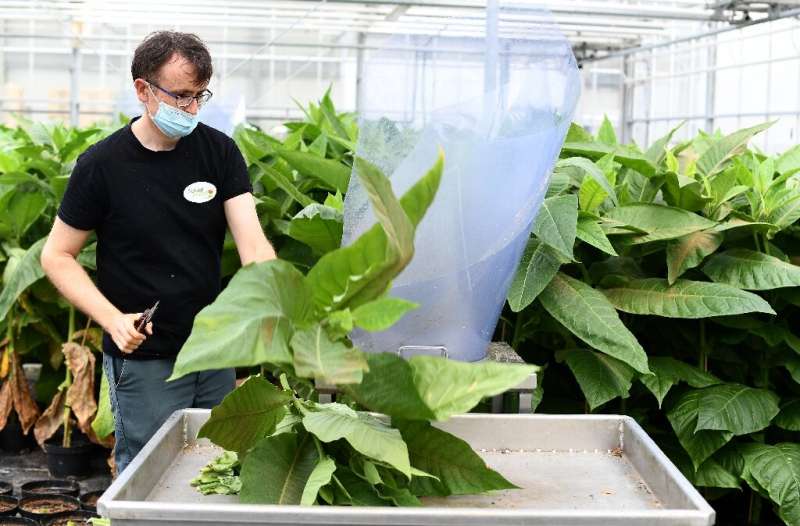 Every week, a fresh crop of aphid-killers are shaken from the tobacco leaves where they were nurtured and shipped to growers