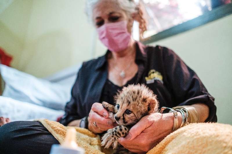 Every year an estimated 300 cheetah cubs are trafficked through Somaliland to wealthy buyers in the Middle East seeking exotic p