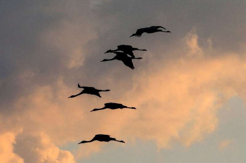 Every year, roughly 100,000 wild cranes reach Israel from October, such as these pictured in December 2020, most stopping in the