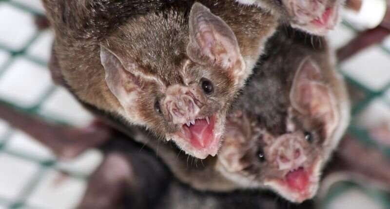 Evidence of convergence toward a social gut microbiome among vampire bats
