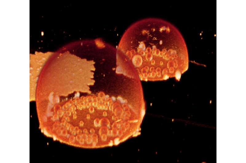 Evidence that Earth's first cells could have made specialized compartments