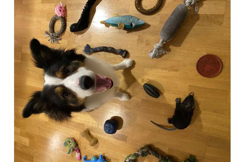Newswise: Exceptional learning capacities revealed in some gifted dogs