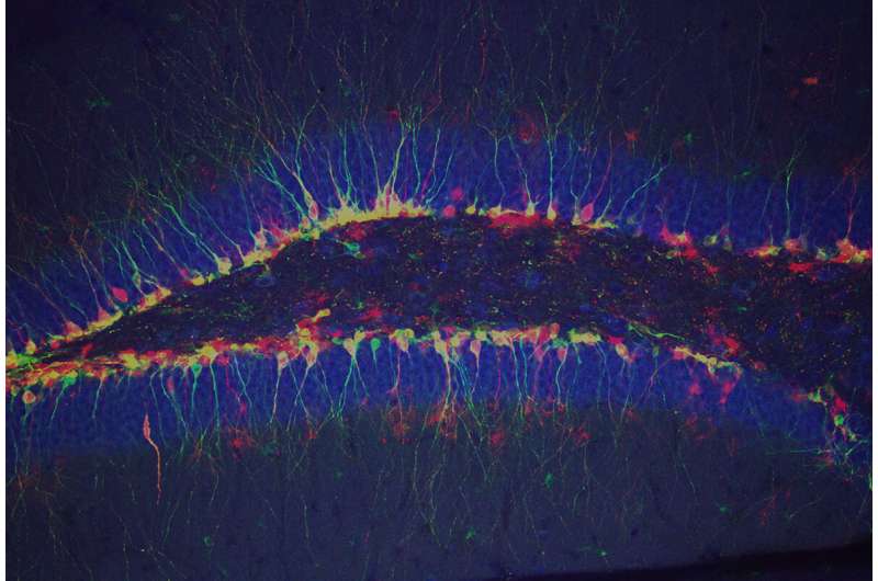 Excitatory neural receptors aid development of adult-born neurons