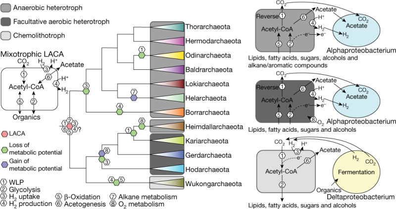 Expanding the phylogenetic diversity of Asgard