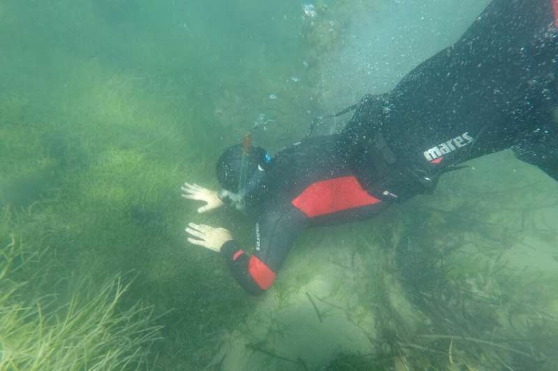 Experts have identified 40 invasive plant and animal species in Albanian waters