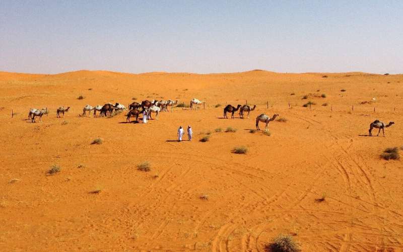 Experts say even heat-tolerant animals, for example some camels or goats, will be affected by rising temperatures