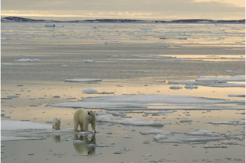 EXPLAINER: How warming affects Arctic sea ice, polar bears