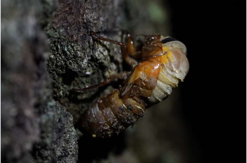 EXPLAINER: What are cicadas and why do they bug some people?