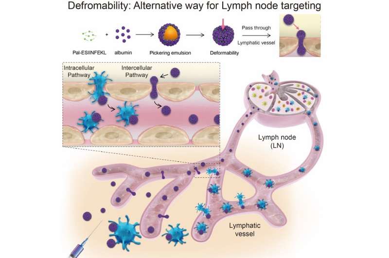 Exploiting softness: novel strategy for lymph node delivery of vaccines