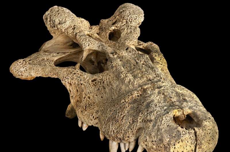 Extinct 'horned' crocodile gets new spot in the tree of life