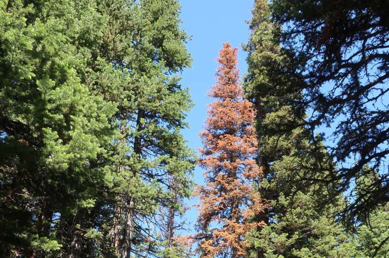 Extreme heat, dry summers main cause of tree death in Colorado's subalpine forests