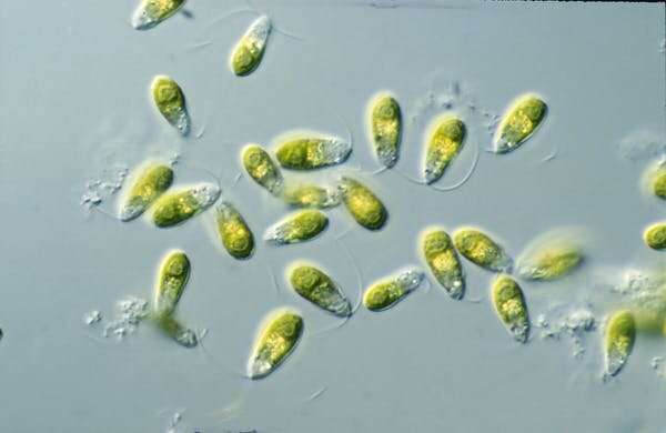 Extremophiles: resilient microorganisms that help us understand our past and future