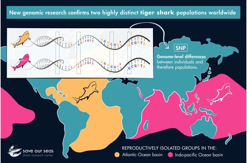 Eye on the tiger: genetics show global fisheries management should re-think tiger sharks