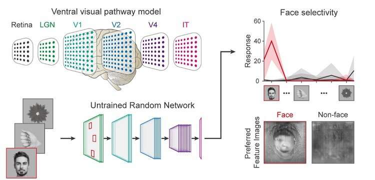 Détection de visage dans des réseaux de neurones profonds non entraînés