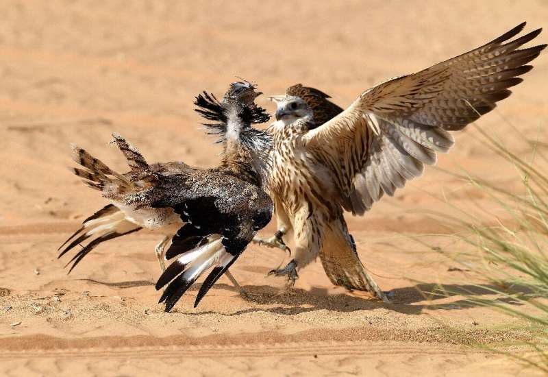 Falcons are used to hunt houbara bustards, a type of migratory bird