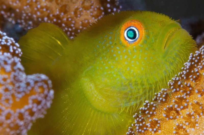 Family ties explain mysterious social life of coral gobies