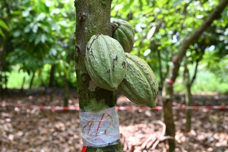Farming organic cocoa is harder work than conventional cultivation but offers better returns 