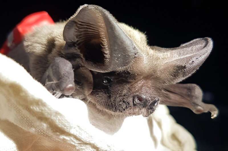 Fast-flying bats rely on late-night updrafts to reach great heights