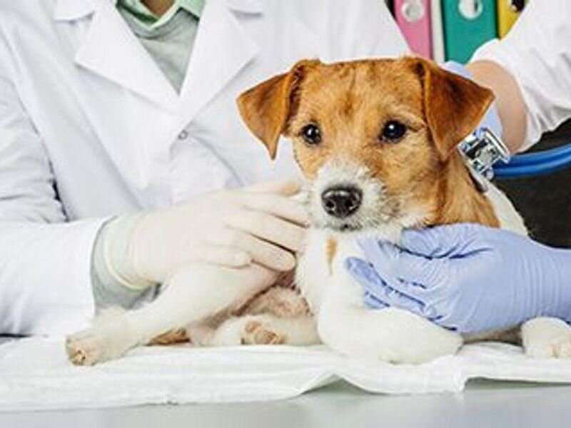 FDA approves first lymphoma drug for dogs