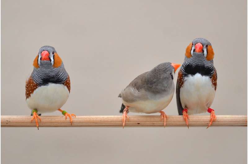 Female finches are picky but pragmatic when choosing a mate