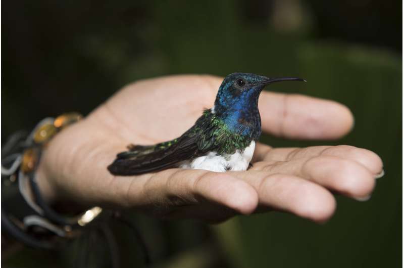 Female hummingbirds avoid harassment by looking as flashy as males