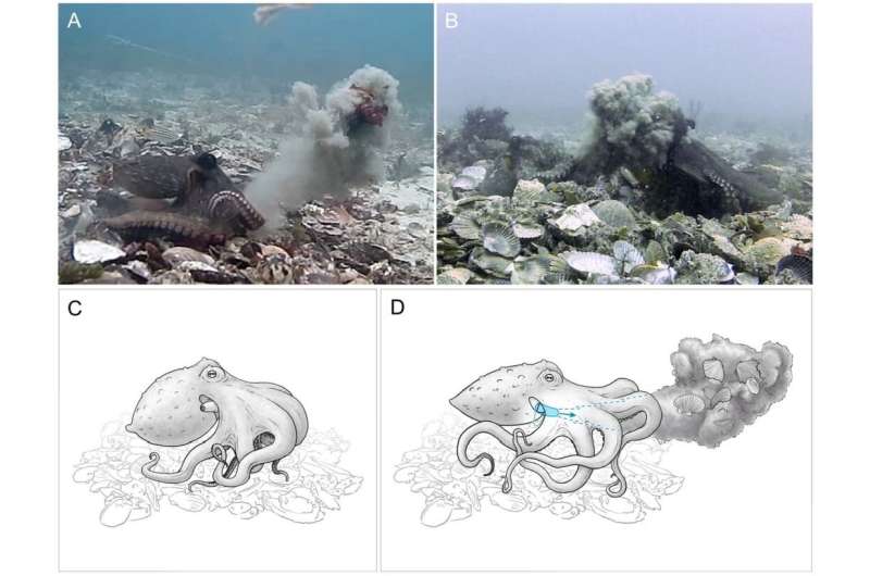 Female octopuses observed throwing stuff at males that are harassing them