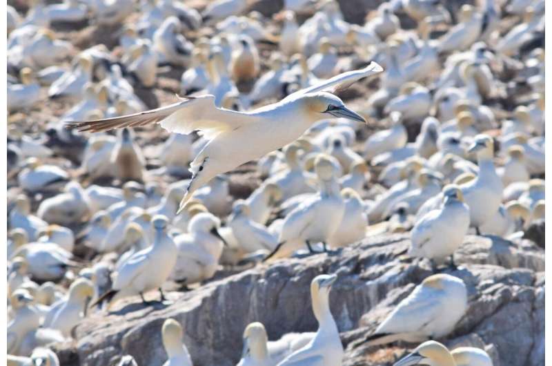 Female gannets go the extra mile to feed chicks