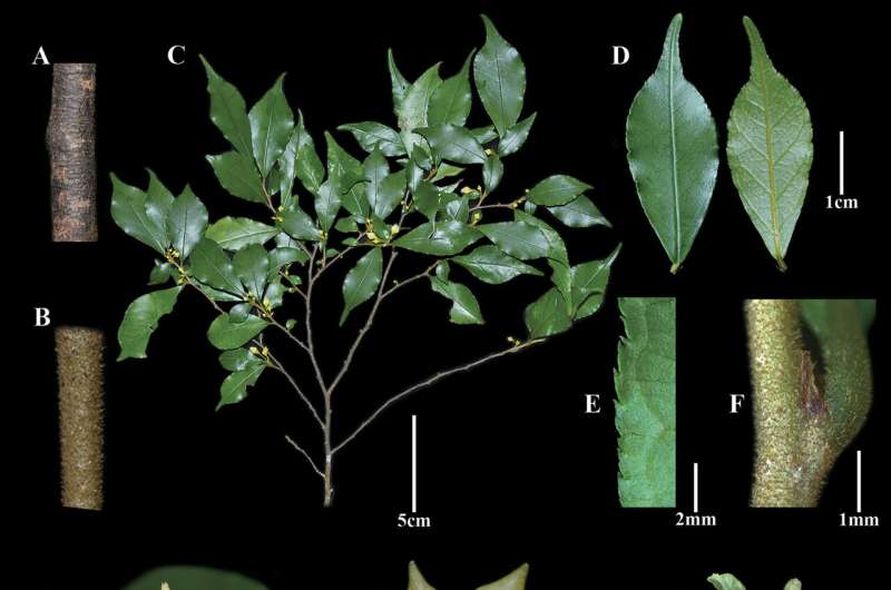 Fenghwaia, new monotypic genus of Rhamnaceae from China