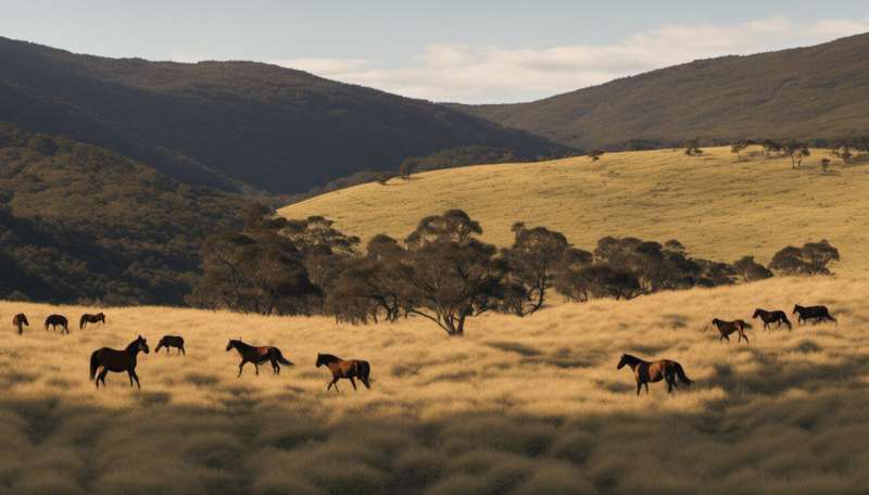 Feral horses will rule one third of the fragile Kosciuszko National Park under a proposed NSW government plan