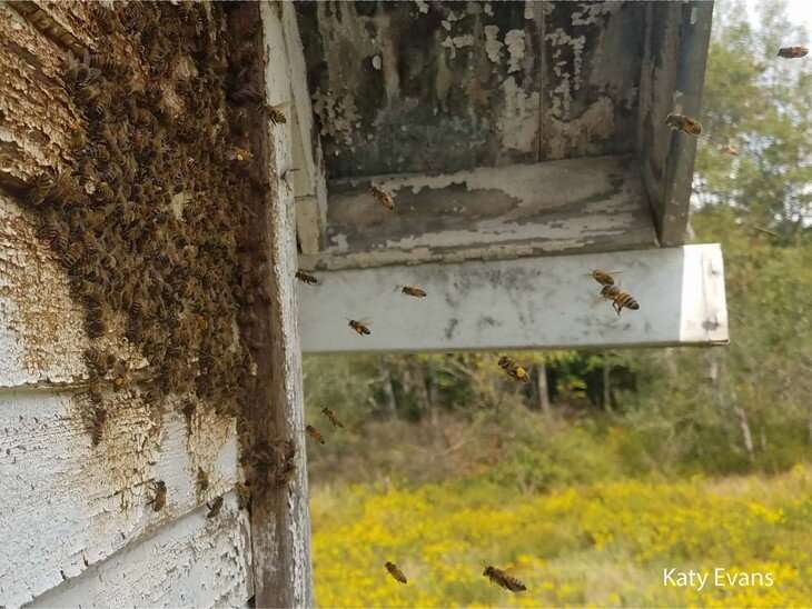 Feral colonies provide clues for enhancing honey bee tolerance to pathogens
